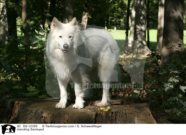 stehender Samojede / standing Samoyed / SS-12395