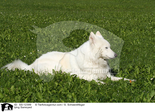 liegender Samojede / lying Samoyed / SS-12399