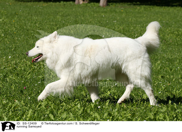 rennender Samojede / running Samoyed / SS-12409