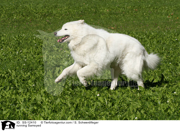 rennender Samojede / running Samoyed / SS-12410