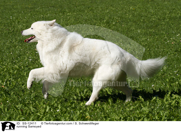 running Samoyed / SS-12411