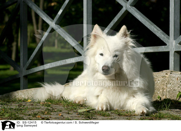 liegender Samojede / lying Samoyed / SS-12415