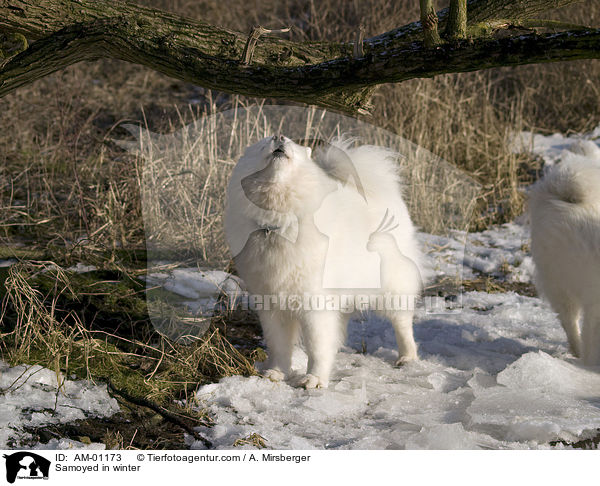 Samojede im Winter / Samoyed in winter / AM-01173