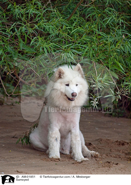 Samojede / Samoyed / AM-01851