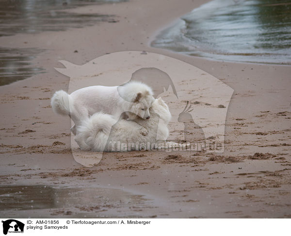 spielende Samojeden / playing Samoyeds / AM-01856