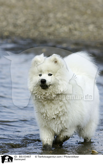 Samojede / Samoyed / BS-03467