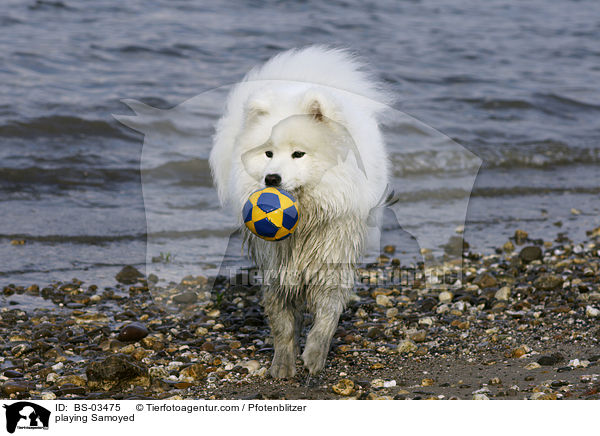 spielender Samojede / playing Samoyed / BS-03475