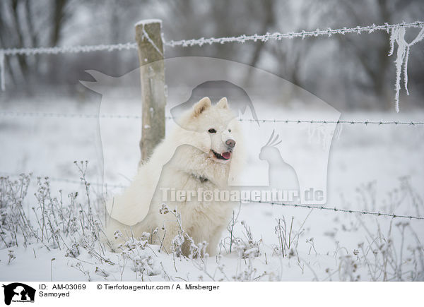 Samojede / Samoyed / AM-03069