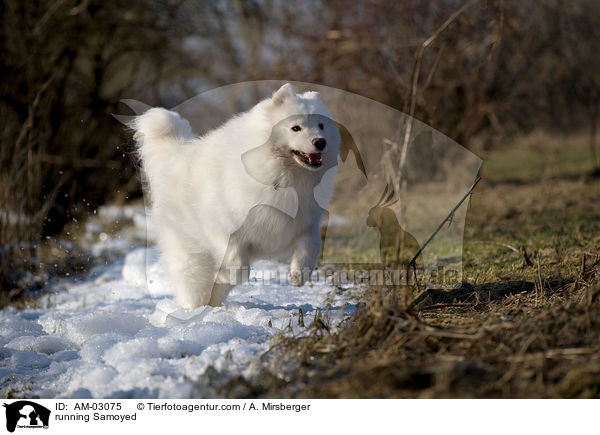 rennender Samojede / running Samoyed / AM-03075