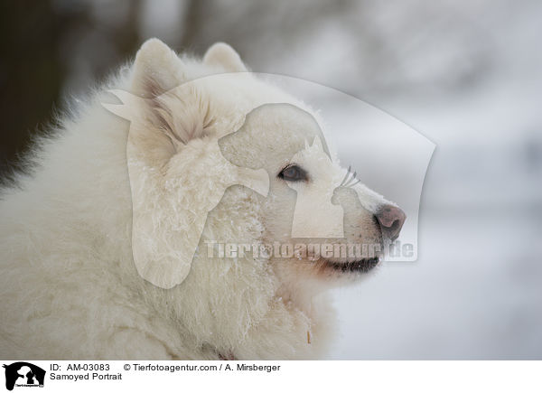 Samojede Portrait / Samoyed Portrait / AM-03083