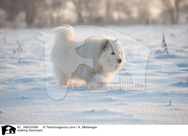 walking Samoyed / AM-03088