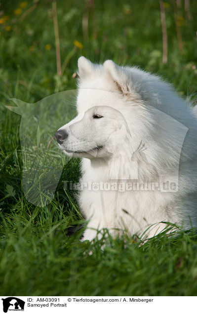 Samojede Portrait / Samoyed Portrait / AM-03091