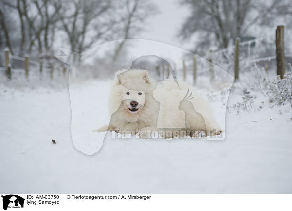 liegender Samojede / lying Samoyed / AM-03750