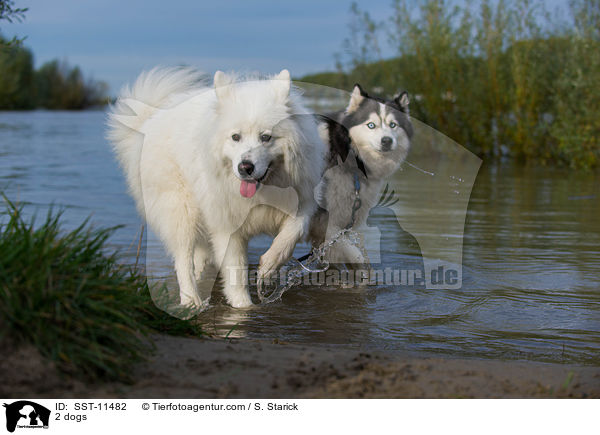 2 dogs / SST-11482