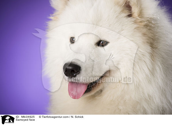 Samojede Gesicht / Samoyed face / NN-04925