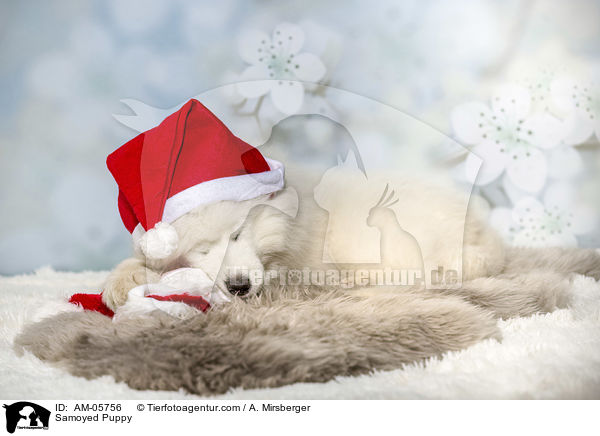 Samojede Welpe / Samoyed Puppy / AM-05756