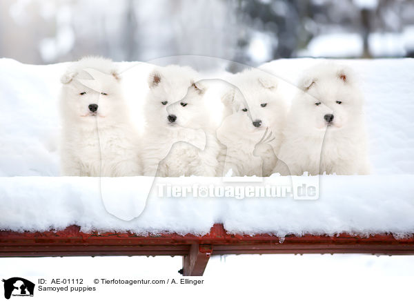Samoyed puppies / AE-01112