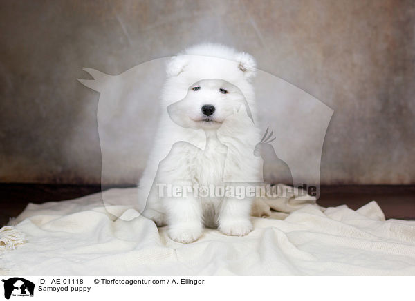 Samojede Welpe / Samoyed puppy / AE-01118