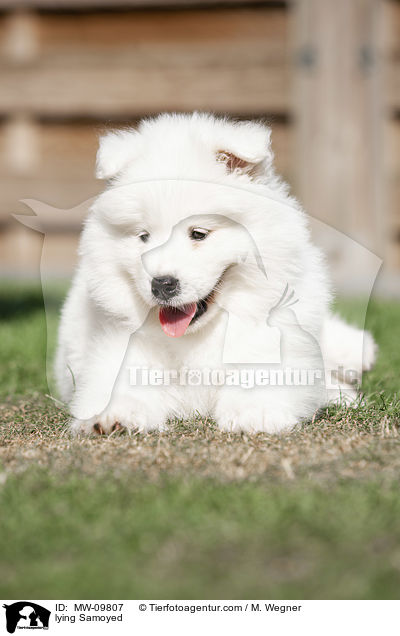 lying Samoyed / MW-09807