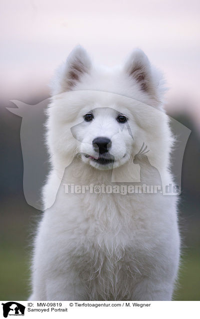 Samojede Portrait / Samoyed Portrait / MW-09819