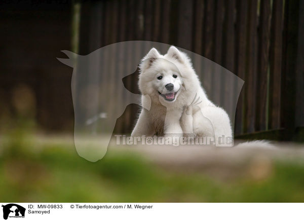 Samojede juckt sich / Samoyed / MW-09833