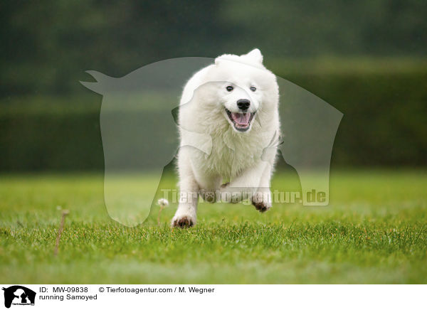 rennender Samojede / running Samoyed / MW-09838