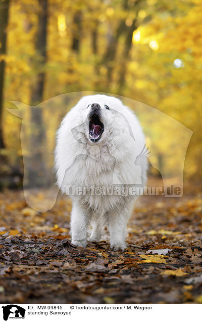 stehender Samojede / standing Samoyed / MW-09845