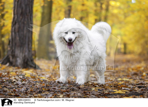 stehender Samojede / standing Samoyed / MW-09853