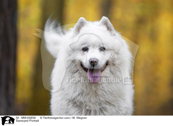 Samojede Portrait / Samoyed Portrait / MW-09858