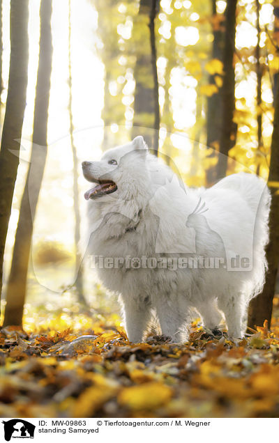 stehender Samojede / standing Samoyed / MW-09863
