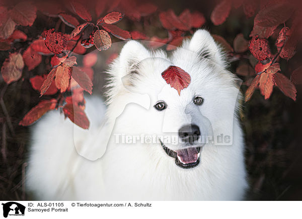 Samojede Portrait / Samoyed Portrait / ALS-01105