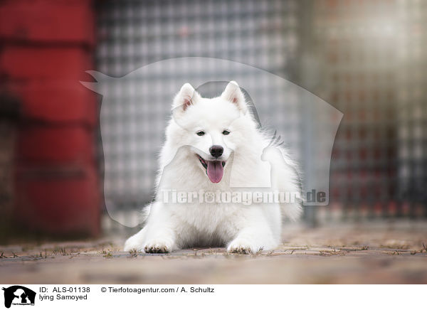 liegender Samojede / lying Samoyed / ALS-01138