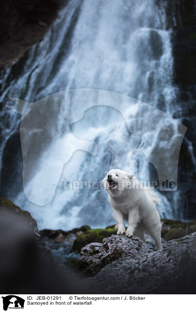 Samojede vor Waserfall / Samoyed in front of waterfall / JEB-01291
