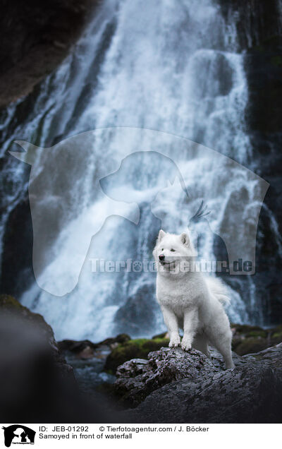 Samoyed in front of waterfall / JEB-01292