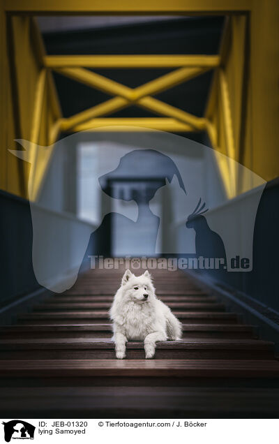 liegender Samojede / lying Samoyed / JEB-01320