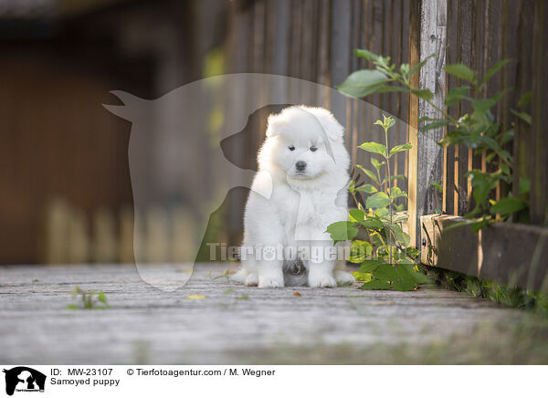 Samoyed puppy / MW-23107