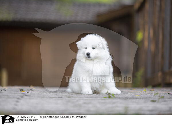 Samoyed puppy / MW-23112
