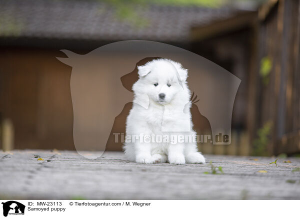 Samoyed puppy / MW-23113