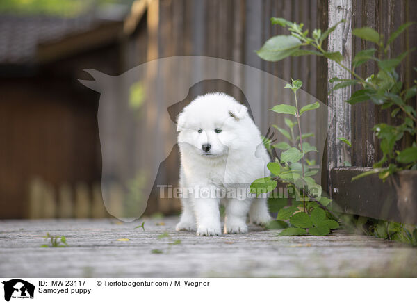 Samoyed puppy / MW-23117
