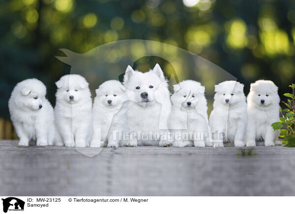 Samojede / Samoyed / MW-23125