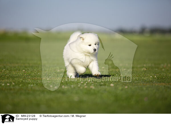 Samoyed puppy / MW-23128