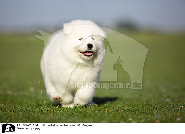Samoyed puppy / MW-23134