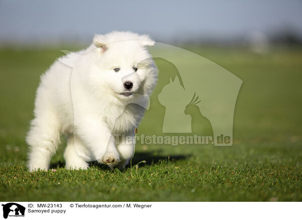 Samoyed puppy / MW-23143