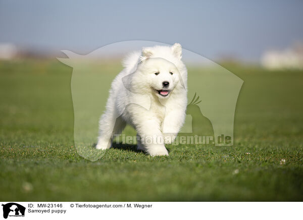 Samoyed puppy / MW-23146