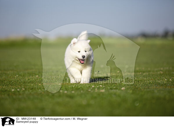 Samoyed puppy / MW-23148