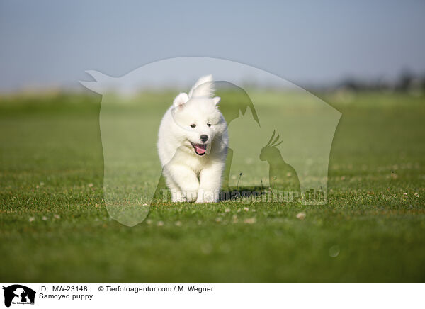 Samojede Welpe / Samoyed puppy / MW-23148