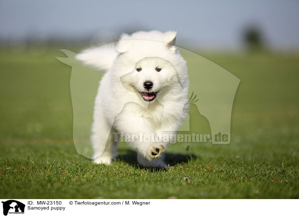Samoyed puppy / MW-23150