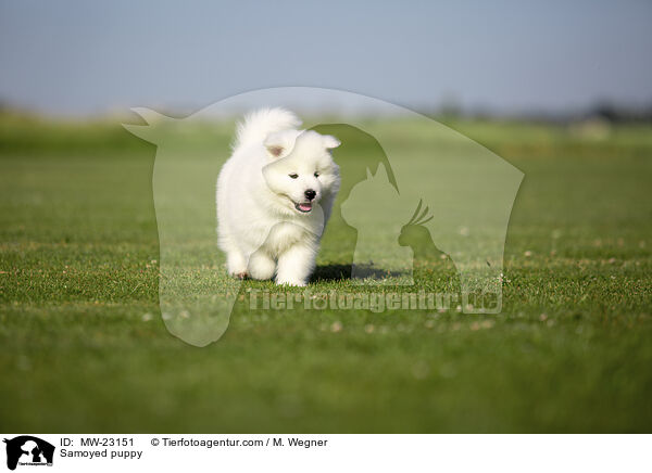 Samoyed puppy / MW-23151