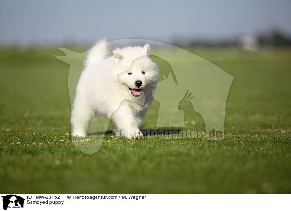 Samoyed puppy / MW-23152
