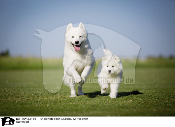 Samojede / Samoyed / MW-23155